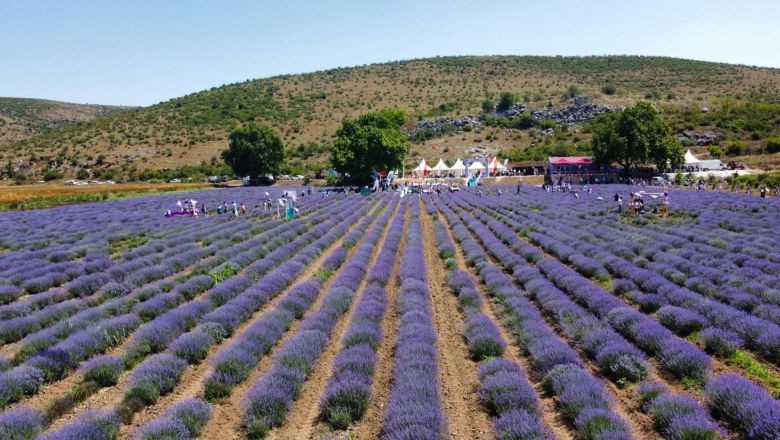  Altıeylül’de Mor Bir Rüya