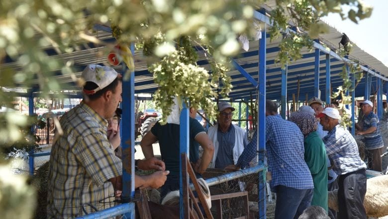 Sındırgı Hayvan Pazarı’nda Yoğunluk Yaşandı 
