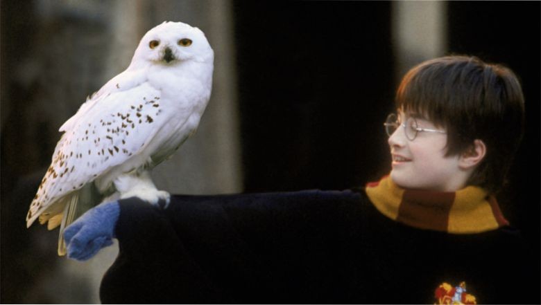 Hogwarts’ta Hayatta Kalma Rehberi