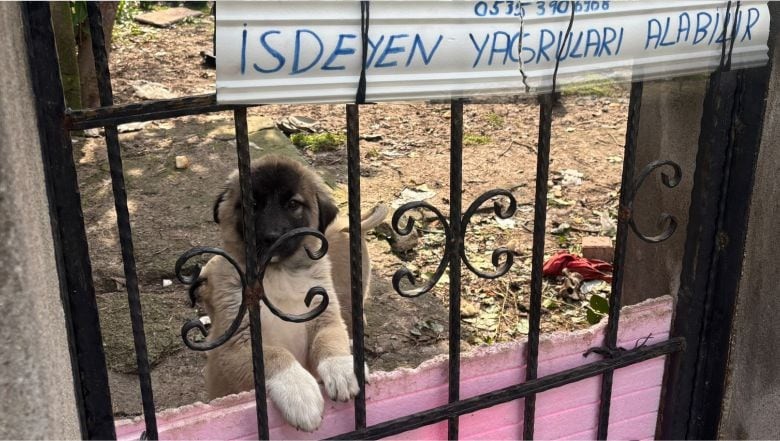 Bigadiç’te Kangal Yavruları Yeni Bakıcılarını arıyor