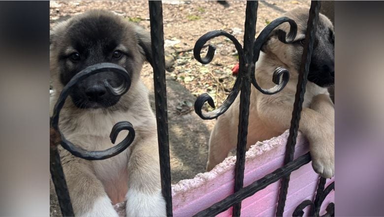 Bigadiç’te Kangal Yavruları Sahiplenmeyi Bekliyor Bigadiç’te Kangal Yavruları Sahiplenmeyi Bekliyor