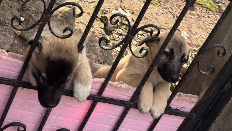 Bigadiç’te Kangal Yavruları Sahiplenmeyi Bekliyor
