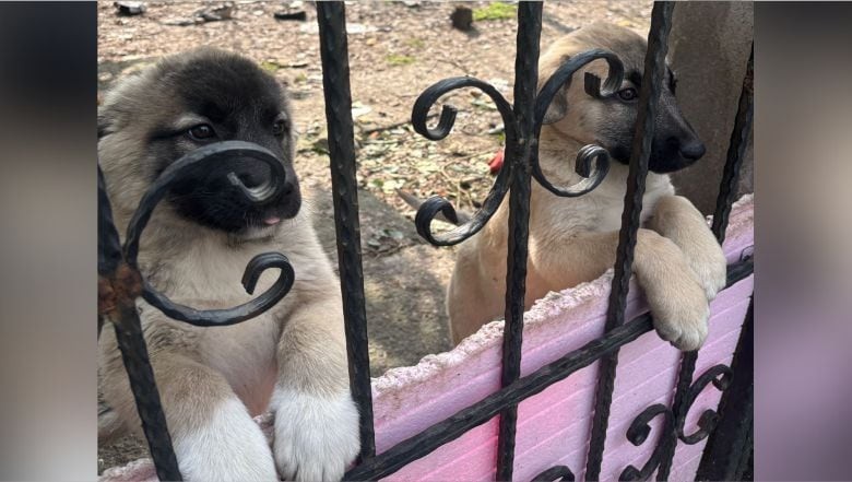 Bigadiç’te Kangal Yavruları Sahiplenmeyi Bekliyor