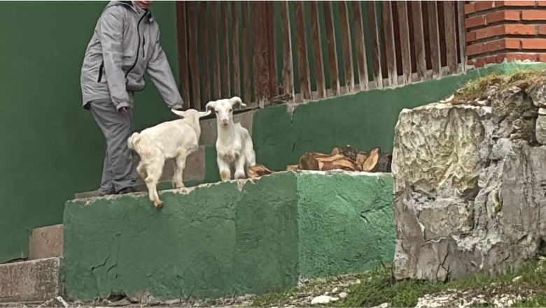 Balıkesir'de Bebek Keçiler Doğuyor