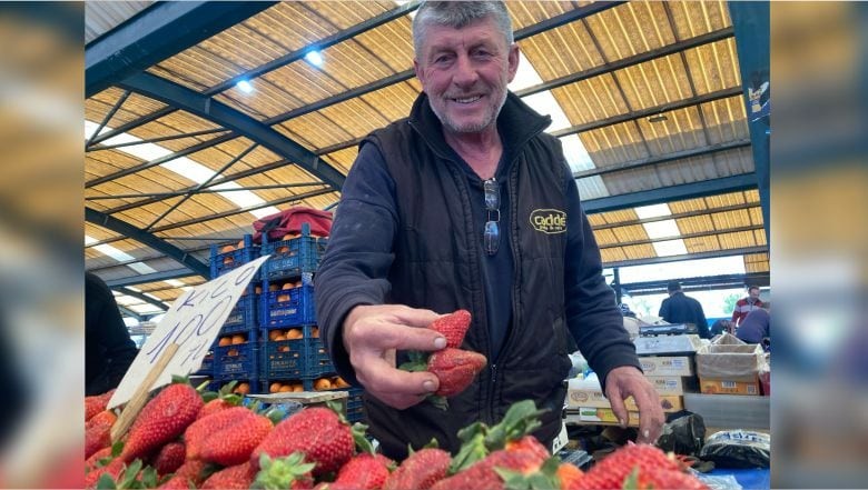 Balıkesir’de Çilek Sezonu Başladı