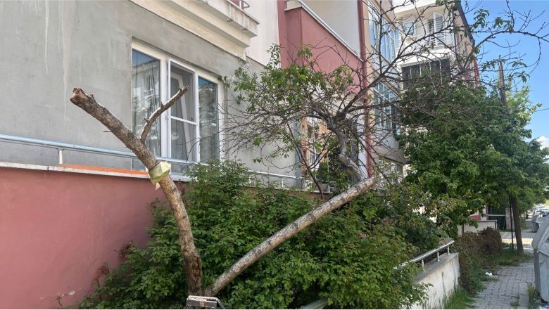 Yazın Gelişiyle Balıkesir’de Ağaçlar Budanıyor