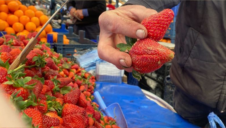 Balıkesir’de Çilek Sezonu Başladı