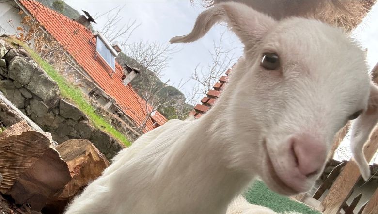 Balıkesir'de Bebek Keçiler Doğuyor