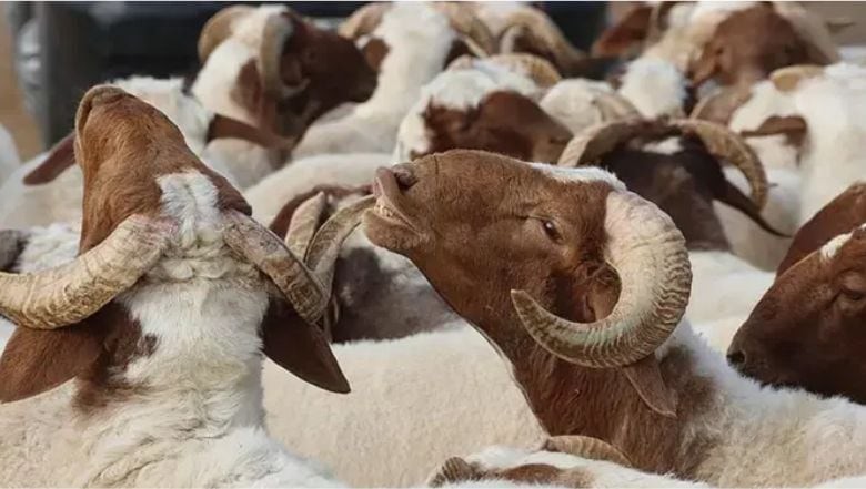 Kurban Bayramı Tatili 9 Gün Olacak mı?