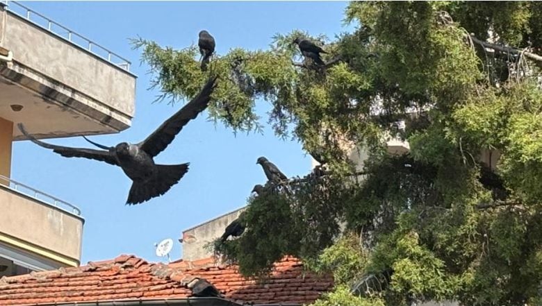 Balıkesir'de Kara Kanatlı Komşular