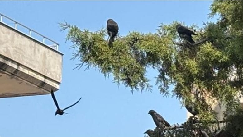 Balıkesir'de Kara Kanatlı Komşular
