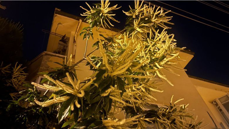Balıkesir’de Gece Kestane Çiçekleri Ay Işığıyla Parladı
