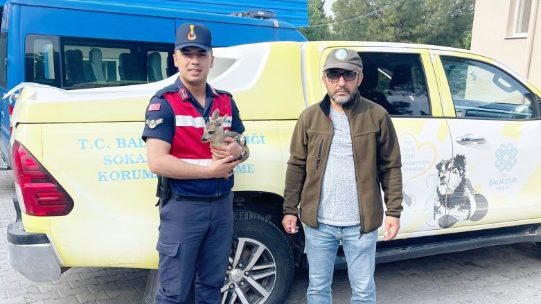 Balıkesir'de Karaca Yavrusu Gözlerden Kaçmadı