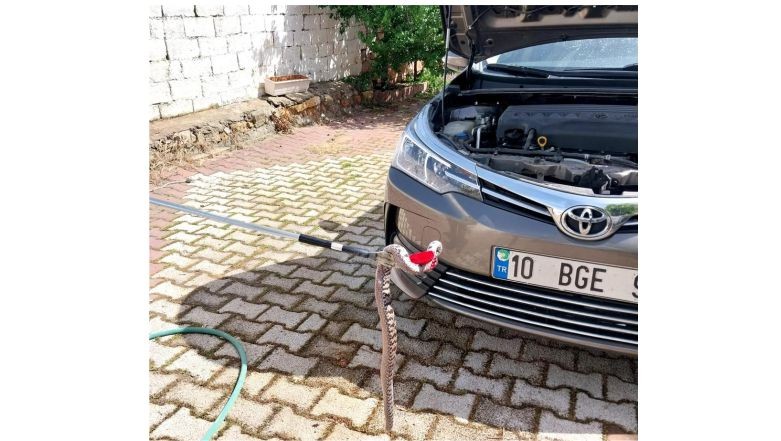 Araç içinden yılan çıktı .Balıkesir’in Gömeç ilçesinde bir yılan otomobile girdi. Ayrıca, yılanın fark edilmesiyle birlikte otomobil sahibi yılanı çıkaramadı. Yaşadığı bu olayı, itfaiye ekiplerine iletti. İtfaiye ise olay yerinde müdahalede bulundu.