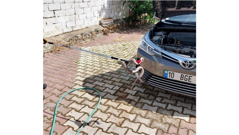 Araç içinden yılan çıktı .Balıkesir’in Gömeç ilçesinde bir yılan otomobile girdi. Ayrıca, yılanın fark edilmesiyle birlikte otomobil sahibi yılanı çıkaramadı. Yaşadığı bu olayı, itfaiye ekiplerine iletti. İtfaiye ise olay yerinde müdahalede bulundu.
