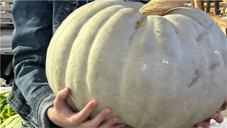 Bal Kabağı Ön Planda