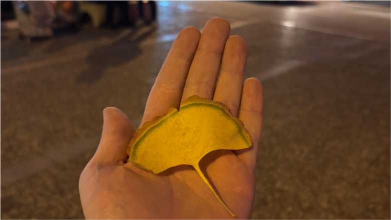 Balıkesir'de Mabet Ağacı Mucizesi