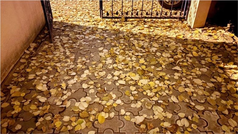 Sonbahar Manzaraları: Ağaçlar Yaprak Dökmeye Başladı