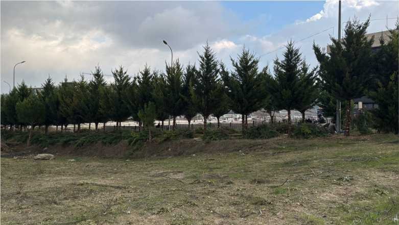 Balıkesir Üniversitesi’nde Ağaç Budama Çalışması Gerçekleştirildi