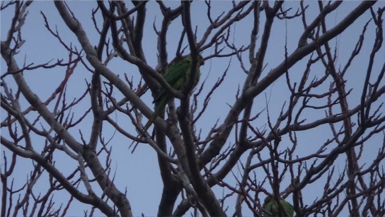 Balıkesir'de Yeni Popülasyon "Pakistan Papağanı"