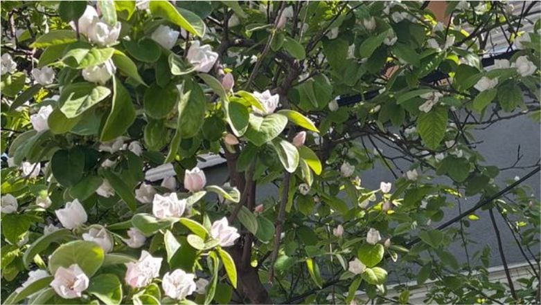 Balıkesir’de Çiçekler Açmaya Başladı