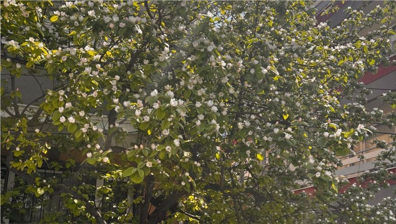 Balıkesir’de Çiçekler Açmaya Başladı