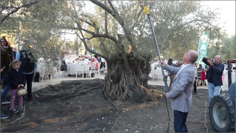 Bin Yıllık Ağaç Zeytin Verdi!