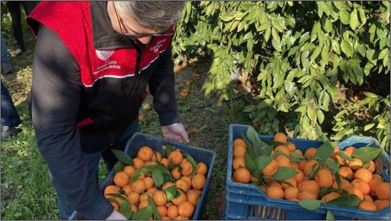 Havran’a Gelen Coğrafi İşaretli Mandalina Topluyor