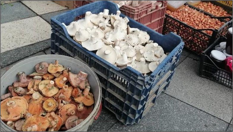 Kırmızı Melki Sezonu Başladı: Kilosu 200 Lira