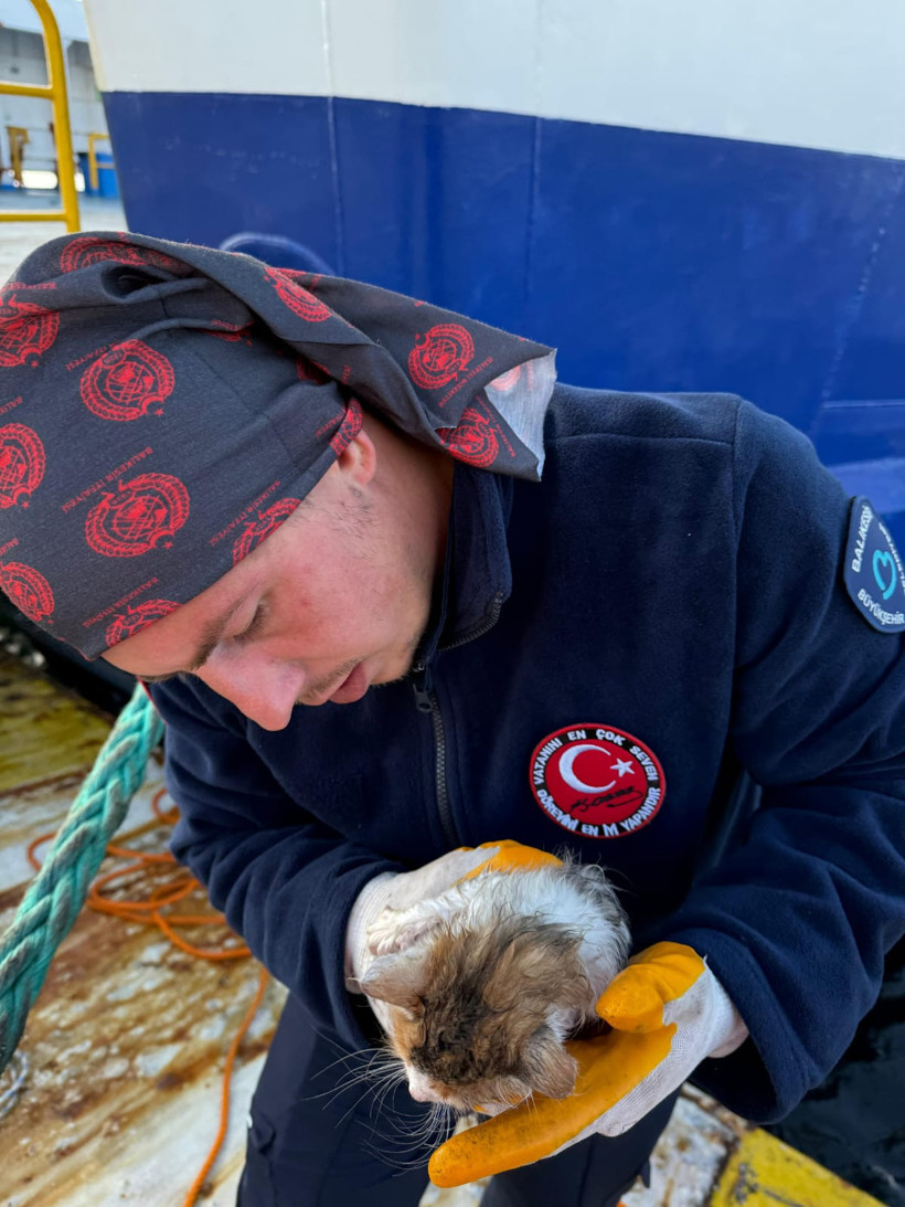 Balıkesir'de Denize Düşen Yavru Kedi Kurtarıldı - 2. resim