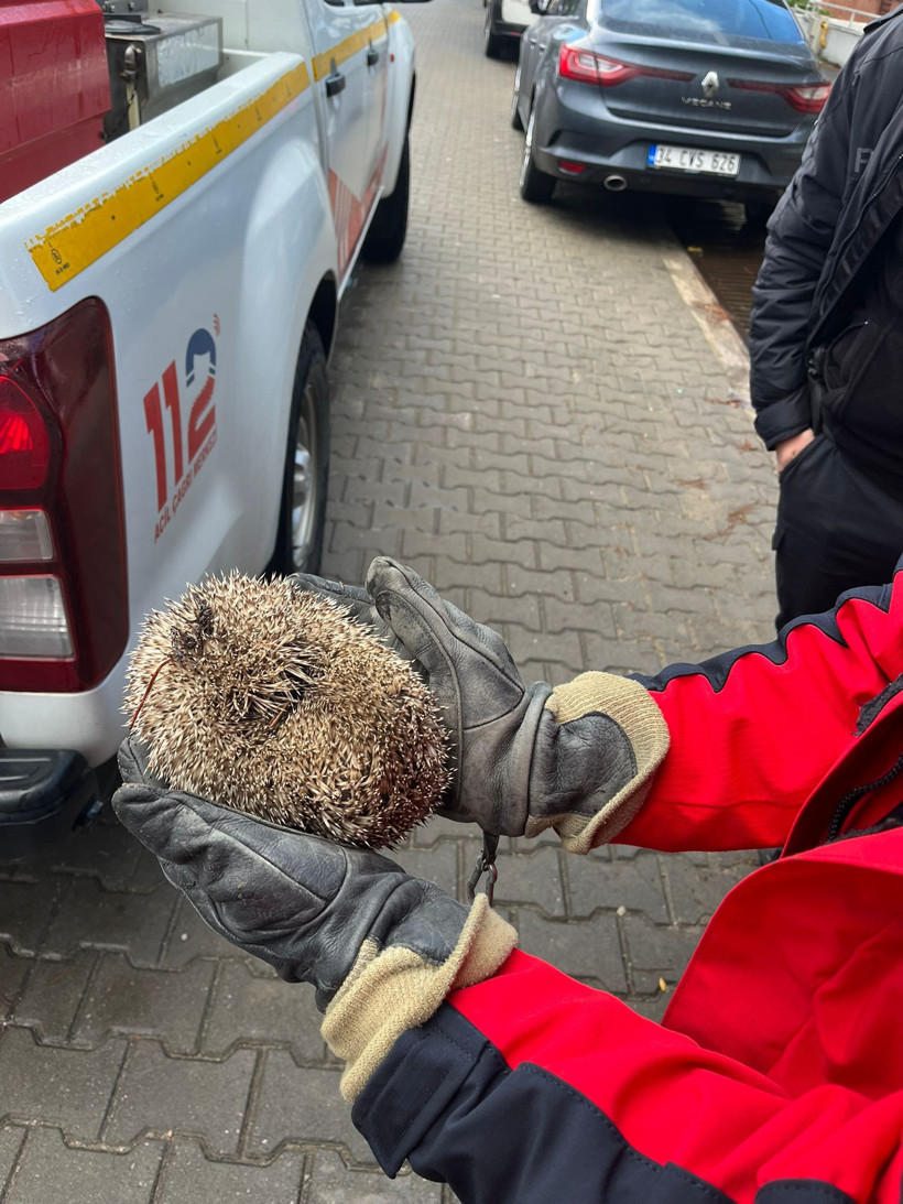 Burhaniye’de İtfaiyeden Kirpi Operasyonu: Mazgala Sıkışan Kirpi Kurtarıldı - Resim: 4