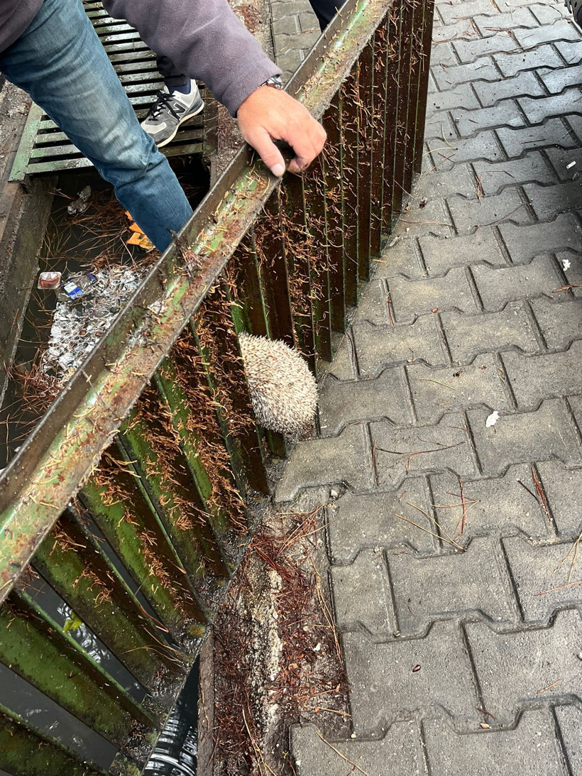 Burhaniye’de İtfaiyeden Kirpi Operasyonu: Mazgala Sıkışan Kirpi Kurtarıldı - Resim: 2