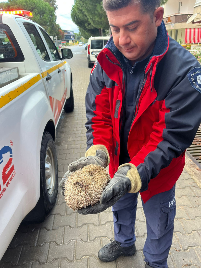 Burhaniye’de İtfaiyeden Kirpi Operasyonu: Mazgala Sıkışan Kirpi Kurtarıldı - Resim: 1