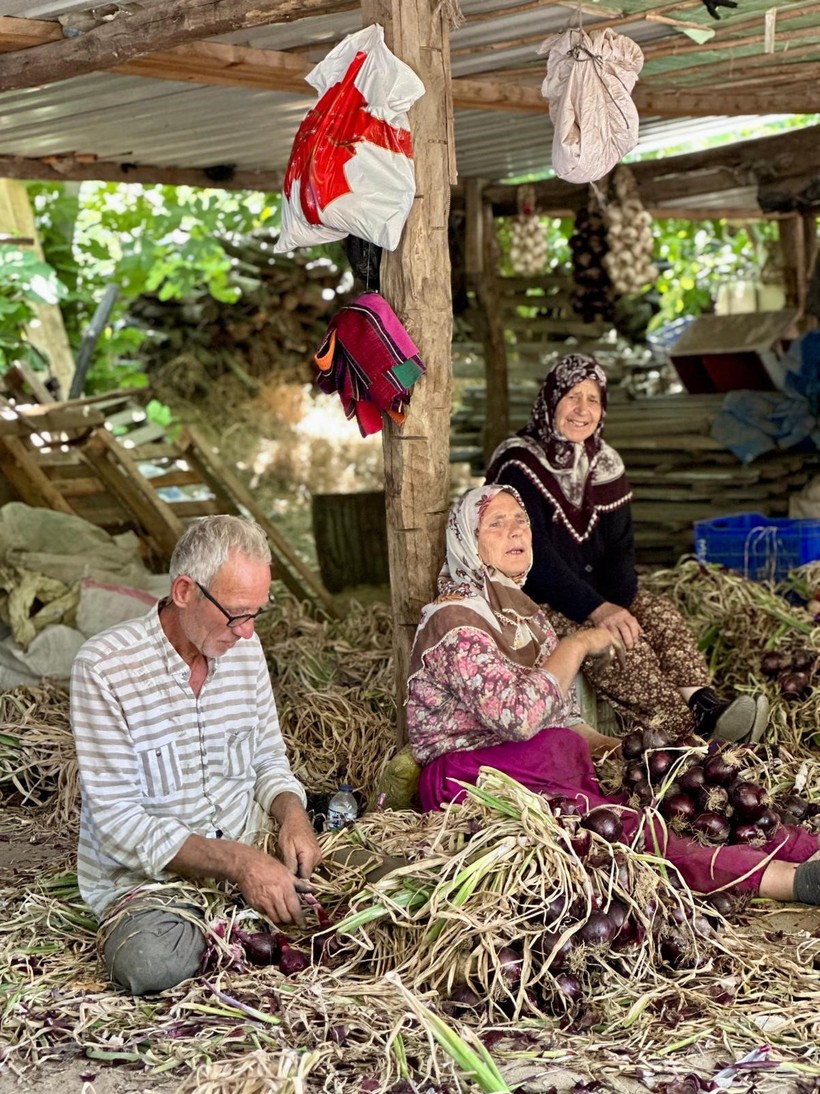  Kapıdağ Mor Soğanı Yeni Satış Modeliyle Üreticiye Kazandırıyor