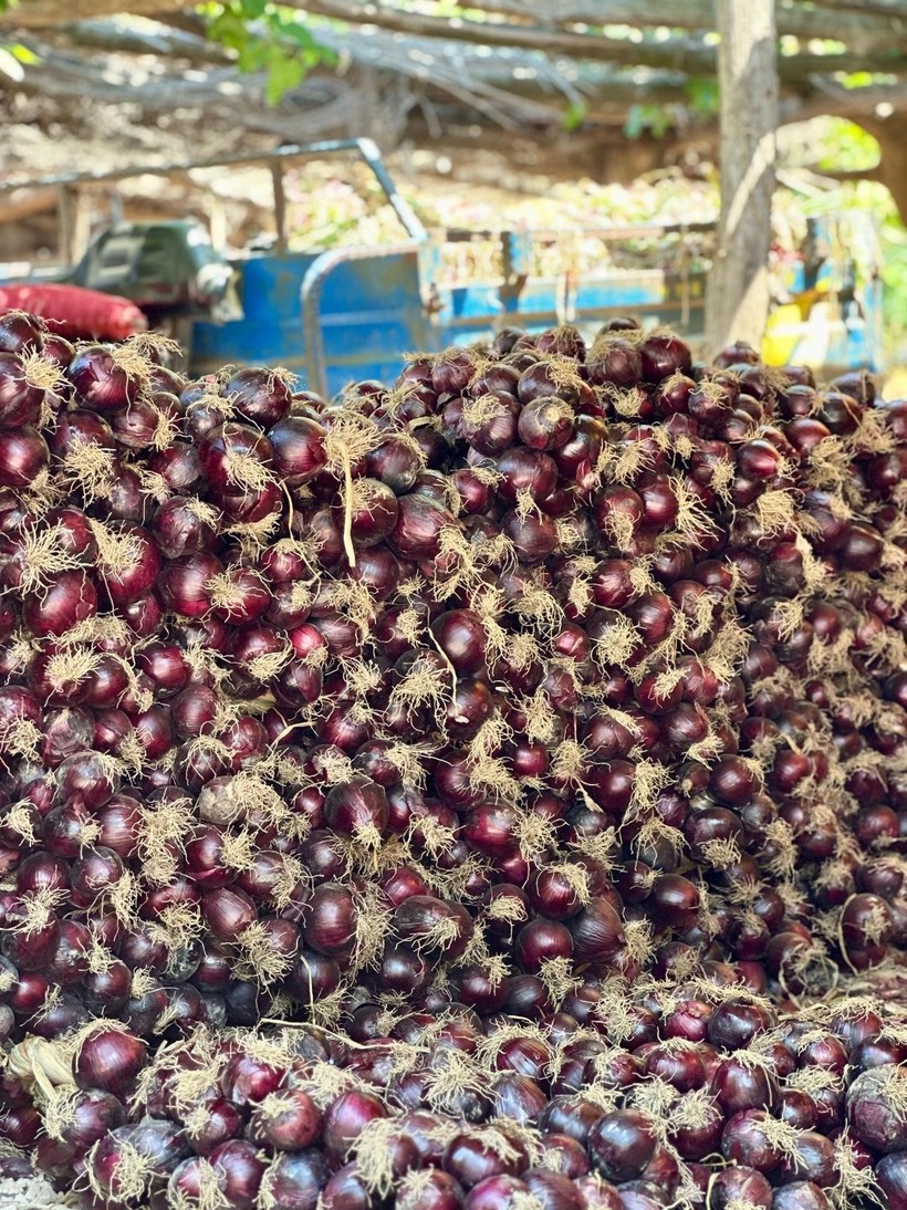  Kapıdağ Mor Soğanı Yeni Satış Modeliyle Üreticiye Kazandırıyor