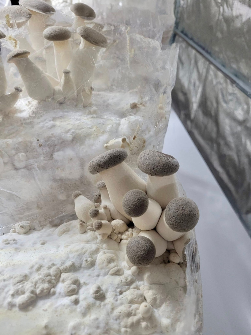 Balıkesir’de  Shiitake ve Kral İstiridye Raflarda