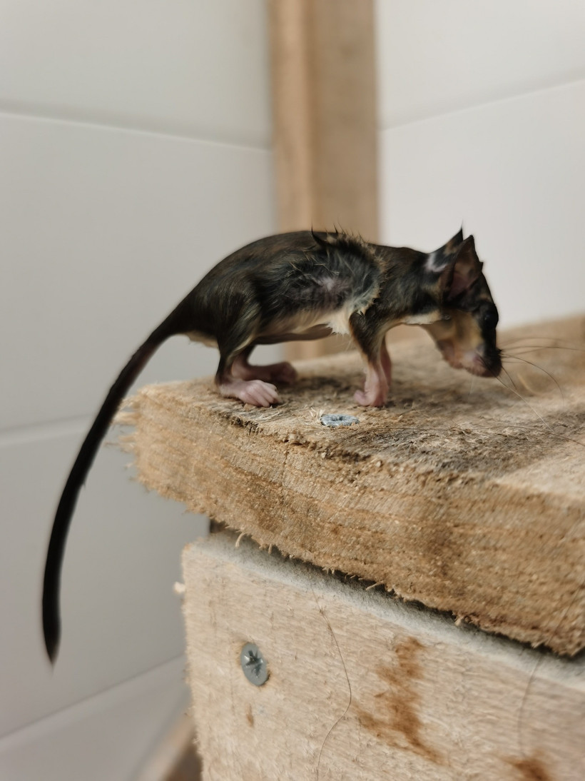 Talihsiz yediuyur Balıkesir'de mumyalanmış halde bulundu! - 1. resim