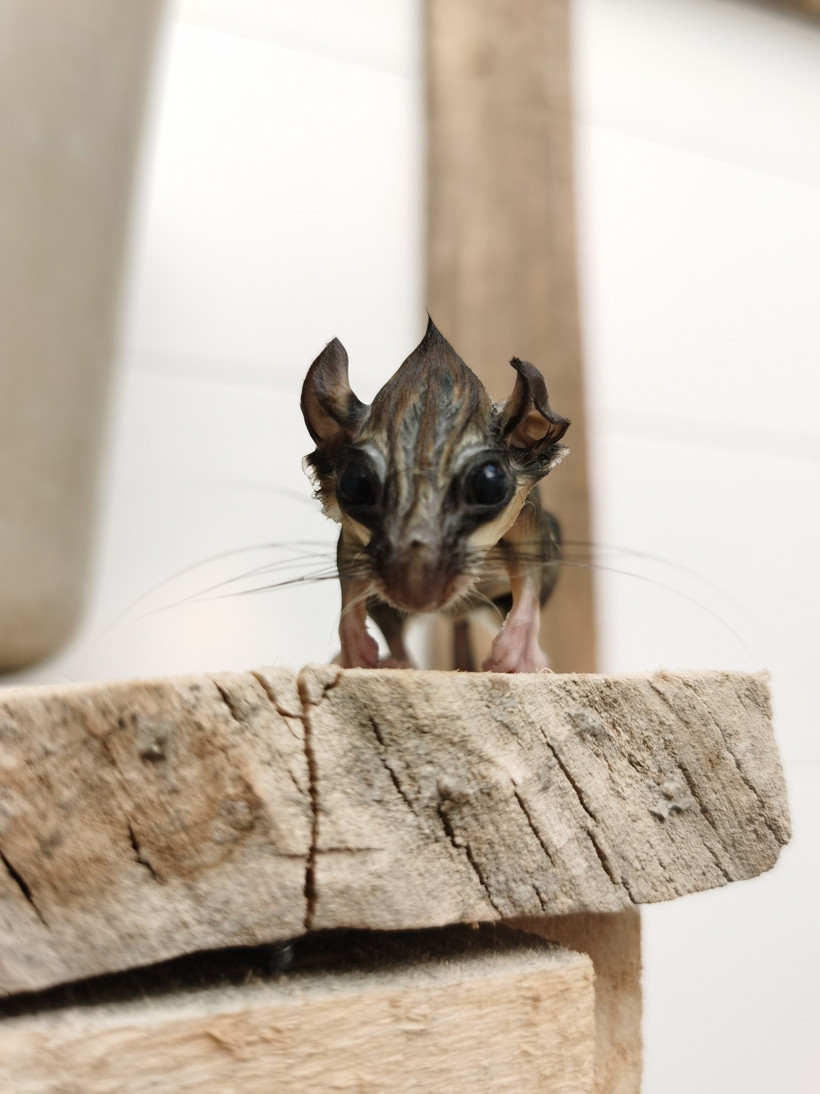 Talihsiz yediuyur Balıkesir'de mumyalanmış halde bulundu! - 3. resim