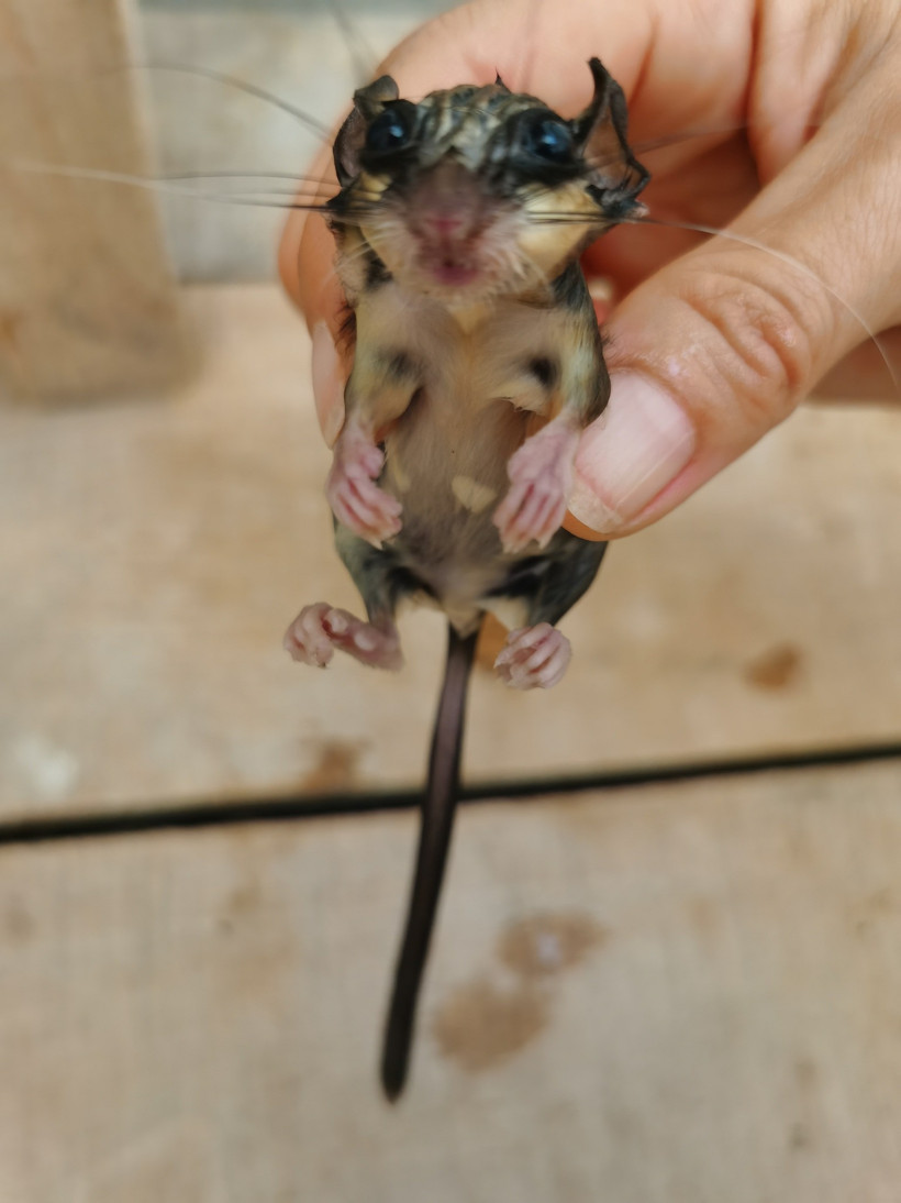 Talihsiz yediuyur Balıkesir'de mumyalanmış halde bulundu! - 2. resim