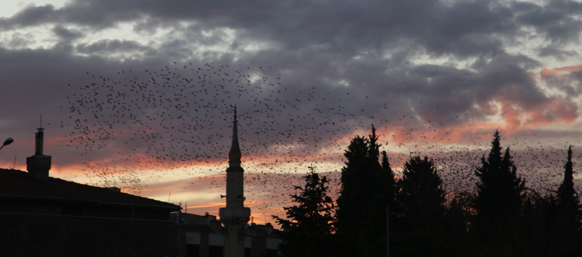 Gökyüzünde Sığırcıkların Büyüleyici Dansı - 1. resim