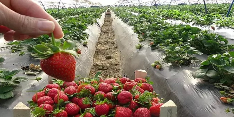  Balıkesir’de Çilek Ekilişinde %812 Artış