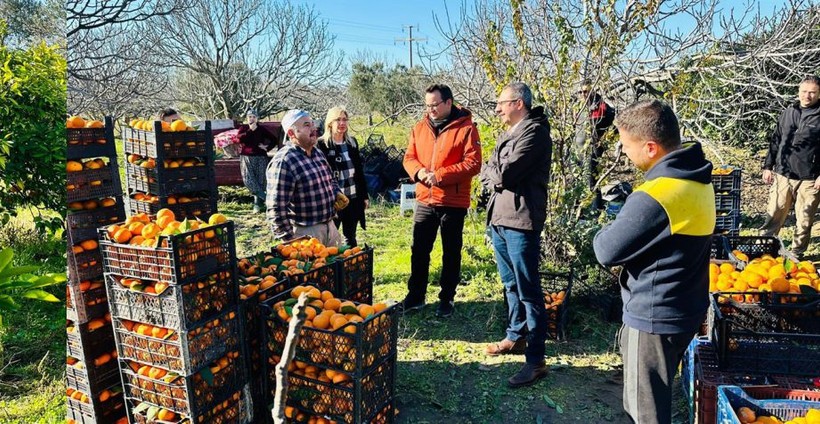 Balıkesir'de mandalina hasadı sürüyor