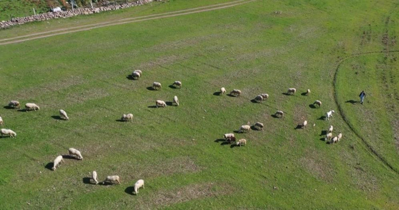 Mimarlığı Bıraktı, 10 Kuzu ile Başladı: ‘Küpeli Çoban’ın Sürpriz Başarısı!