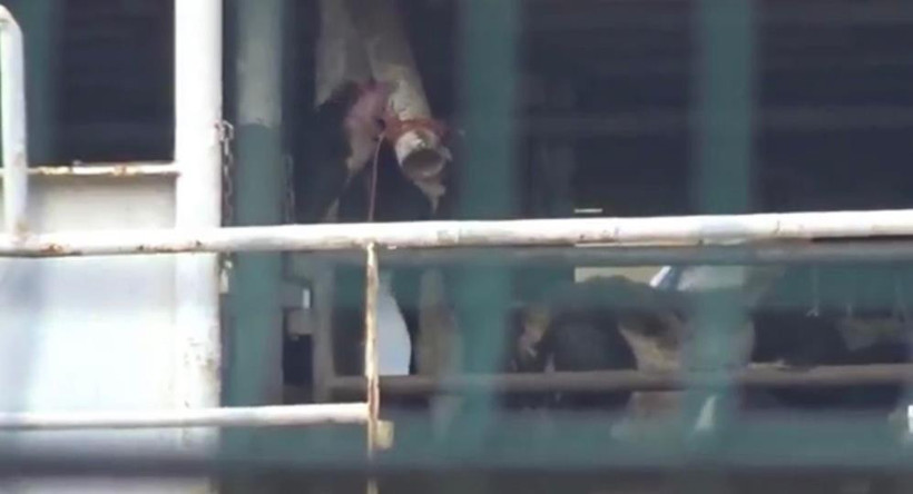 Herkes Bunu Konuşuyor: Bandırma'da inekler susuzluktan boruları yalıyor!