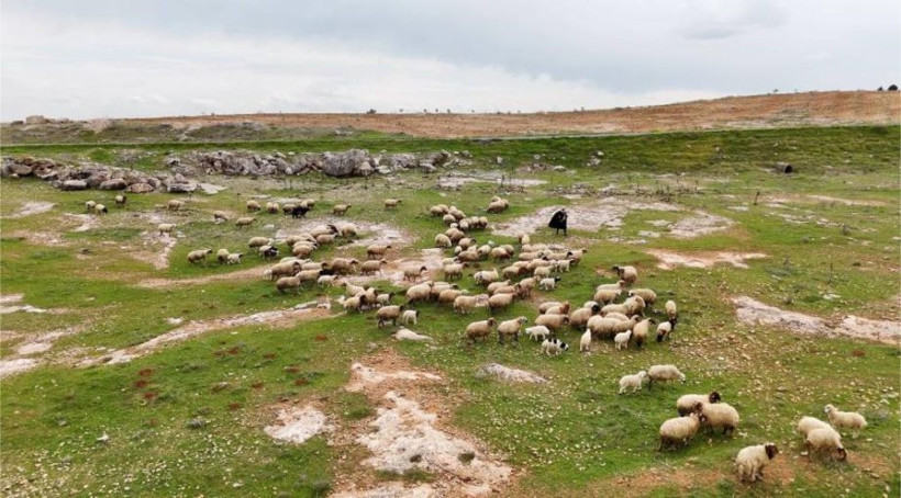 Koruma altına alınan Suruç koyunu tescilleniyor