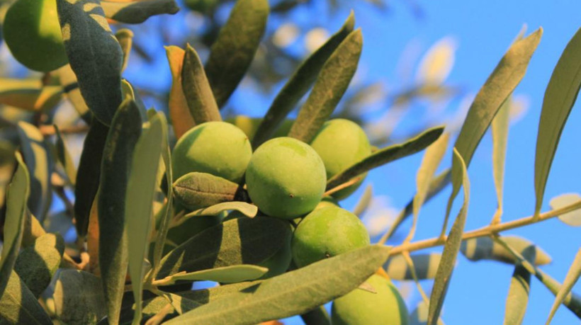 Zeytin alırken nelere dikkat etmeli; Oleolog Kıvrak açıkladı