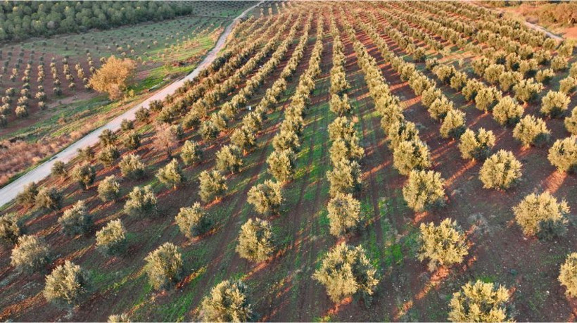 Orman Genel Müdürü Gönen’deki Ceviz Sahasında - Resim: 4