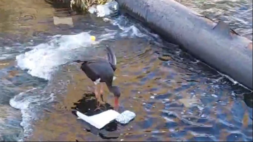 Kara Leylek Şahindere’de Çöp Topladı