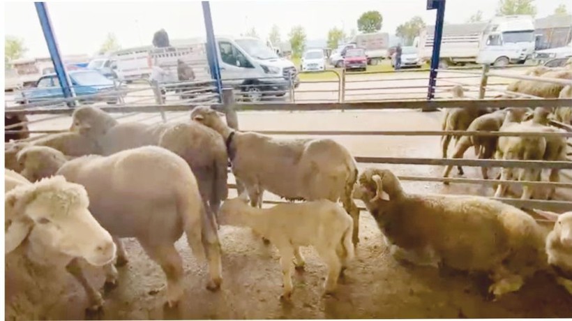 BALIKESİR'DE 2 KUZU KOYUN KAÇ TL'YE ALINIR?