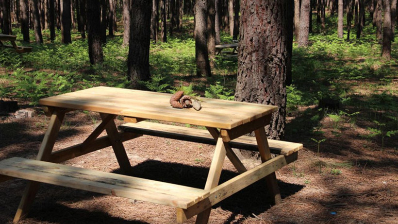 Balıkesir’de Keneler En Yoğun Nerelerde Bulunur?